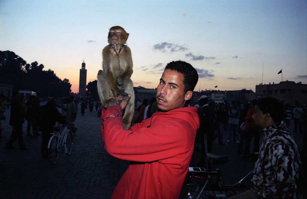 Monkey, Marrakesh