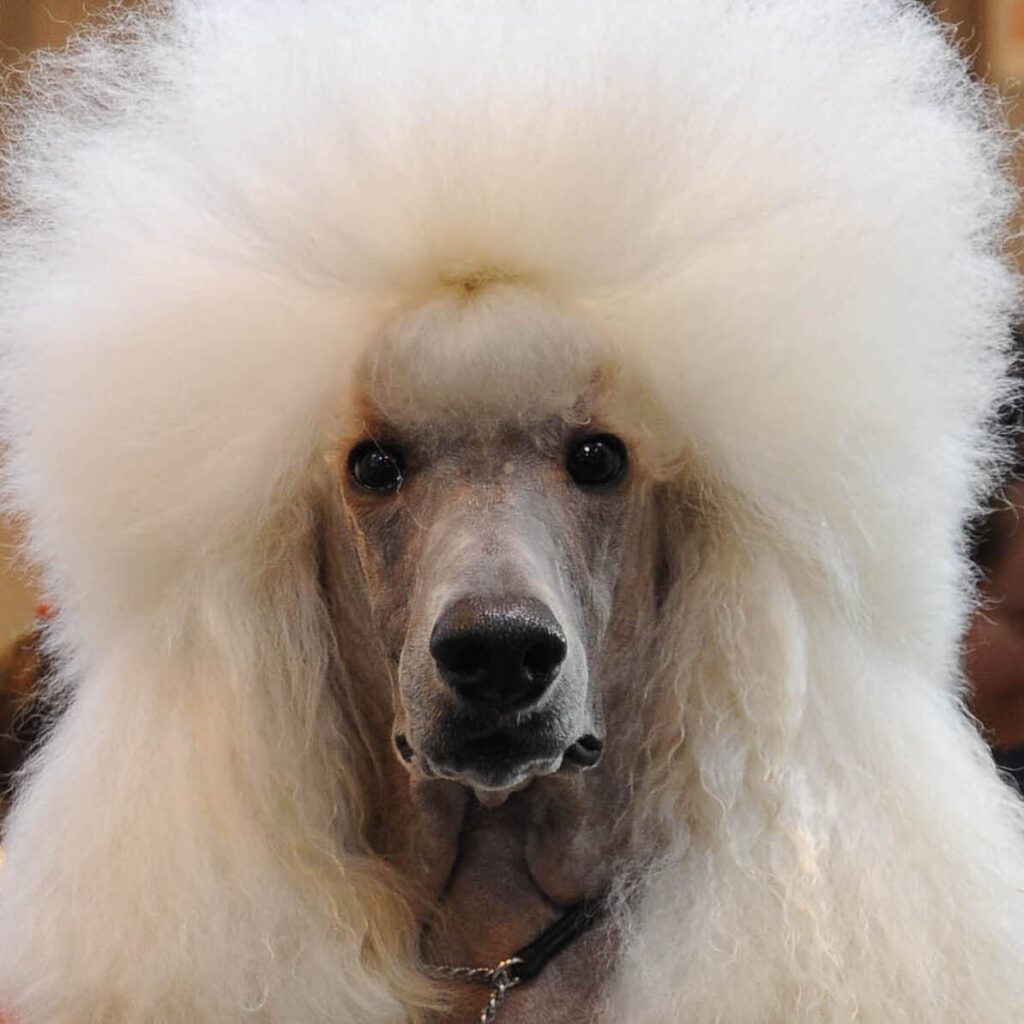 Poodle, Crufts